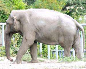 Слона Боя отруїли звільнені працівники &amp;ndash; директор зоопарку