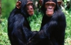 Шимпанзе оплакивают умерших сородичей (ВИДЕО)