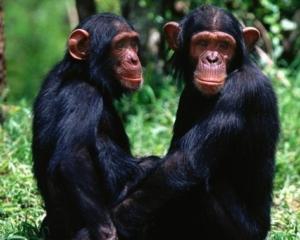 Шимпанзе оплакивают умерших сородичей (ВИДЕО)