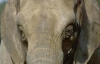 В Индии ищут сексуально озабоченного слона-убийцу