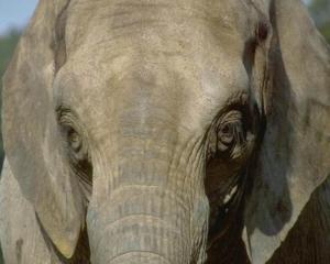 В Індії розшукують сексуально стурбованого слона-вбивцю