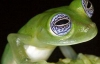 У людини і жаби знайшли 1700 однакових генів (ВІДЕО)