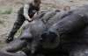 Смерть слона Боя почтили траурной церемонией под мэрией