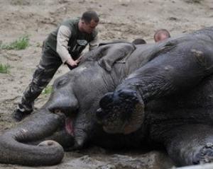 Смерть слона Боя вшанували траурною церемонією під мерією