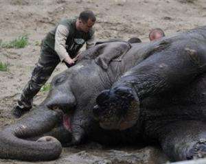 Смерть слона Боя почтили траурной церемонией под мэрией