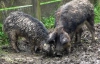 Две курчавые свиньи нашли гранатомет
