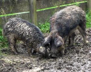 Дві кучеряві свині знайшли гранатомет 