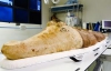 Египетские археологи нашли 3-тысячелетние мумии крокодилов (ФОТО)