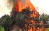 В Черниговской области выгорели десятки гектаров леса