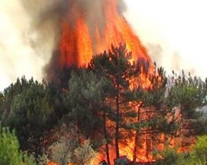 На Чернігівщині вигоріли десятки гектарів лісу