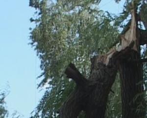 На Черкащині дерево упало на коляску з дитиною
