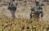 Грибок заразил половину насаждений опиумного мака в Афганистане