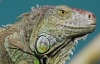 Рептилиям предсказывают вымирание от жары