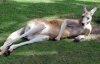 В Австралии озабоченный кенгуру терроризировал жительниц городка