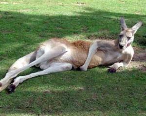 В Австралии озабоченный кенгуру терроризировал жительниц городка