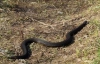 На Прикарпатье змеи начали нападать на людей