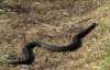 На Прикарпатті змії почали нападати на людей
