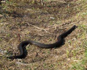 На Прикарпатье змеи начали нападать на людей