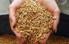 В Украине упали цены на зерно