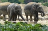 Черновецкий отказался от нового слона для зоопарка