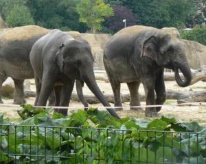 Черновецький відмовився від нового слона для зоопарку