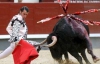 В Испании родился первый клонированный для корриды бык
