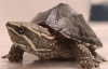 Мускусные черепахи дышат через язык