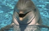 Одесса и Севастополь не могут поделить дельфинов