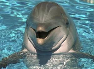 Одеса і Севастополь не можуть поділити дельфінів