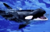 Биологи требуют признать китов и дельфинов разумными существами