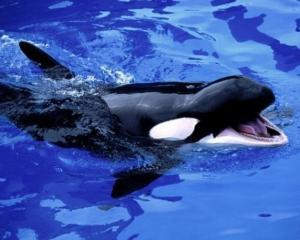 Биологи требуют признать китов и дельфинов разумными существами