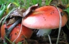 Семеро украинцев отравились грибами