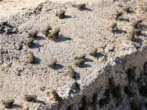 Тысячи лягушек перекрыли греческое шоссе (ВИДЕО)
