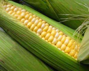 Иностранные лабатории не нашли в украинской кукурузе диоксин