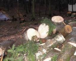 В Харьковском парке последние защитники природы залезли на деревья