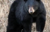 В японском зоопарке медведь научился &quot;кун-фу&quot; (ВИДЕО)