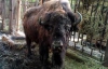 В киевском зоопарке погибла самка бизона