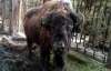 У київському зоопарку загинула самка бізона