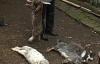 Чупакабра висмоктала кров у 22 кролів на Буковині (ФОТО)