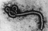 Вчені знайшли вакцину від еболи