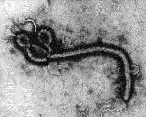 Вчені знайшли вакцину від еболи