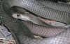 На Херсонщині отруйні змії покусали двох дітей