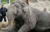 Слон Бой помер від стрімкої втрати ваги