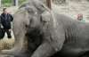 Слон Бой помер від стрімкої втрати ваги