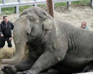 Слон Бой умер из-за стремительной потери веса