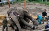 В отравлении животных зоопарка киевская милиция не нашла состава преступления