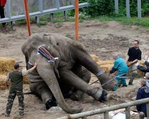 В отруєнні тварин зоопарку київська міліція не знайшла складу злочину