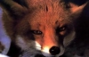Через скажених лисиць Житомирщині загрожує епідемія