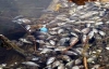 На Закарпатье злоумышленники отравили рыбу хлоркой