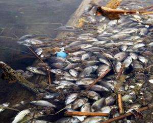 На Закарпатье злоумышленники отравили рыбу хлоркой